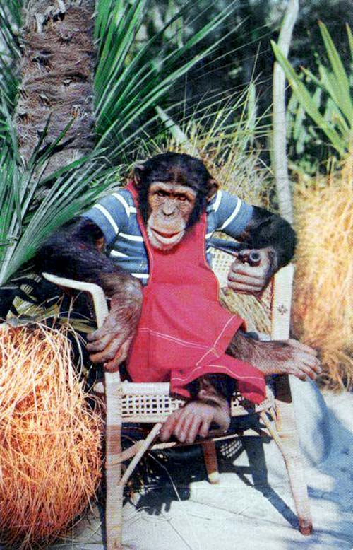 swjerrychimpsgdfgn.jpg