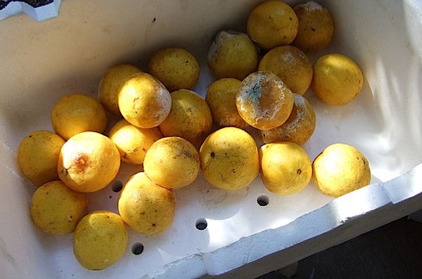 wastedfood.jpg