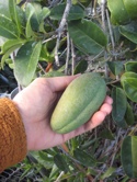 Weird-Vine-Fruit1