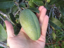 Weird-Vine-Fruit2