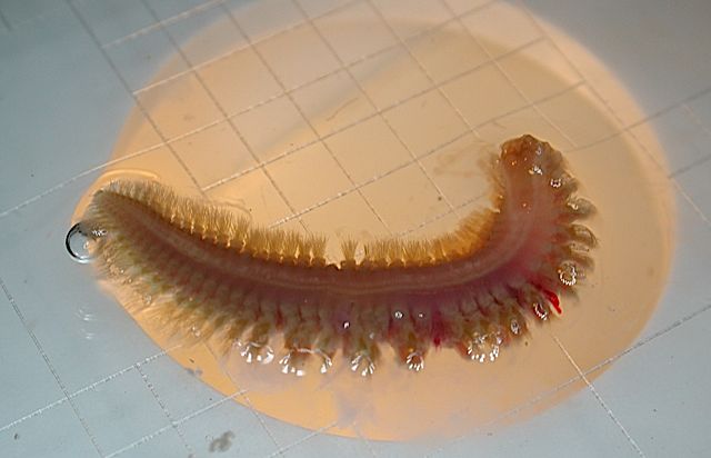 wormcloseup.jpg