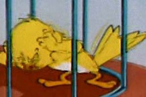 Archives Birdtomandjerry