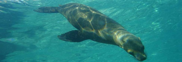  Assets Images In-The-Wild Underwater-Sea-Lion-Wwd-1