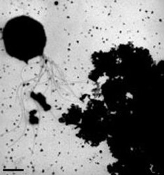  Data Images Ns Cms Dn14208 Dn14208-1 250