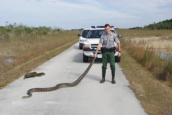  Images Atm-Guts-And-Glory-Ranger-With-Burmese-Python-520