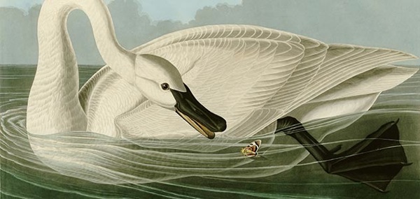  Images John-James-Audubon-Trumpeter-Swan-631