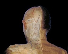 Images Backheaddd