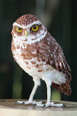  Images Owls Raptors Burrowingowl-288X432