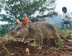 Landmine sniffing rat