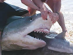  News2 Tiger Shark Mouth