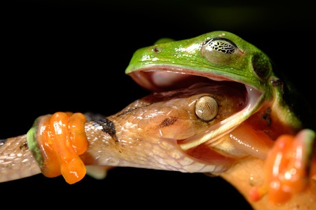  News 2008 10 Photogalleries Best-Animal-Wildlife-Photos Images Primary 4 Frog 461
