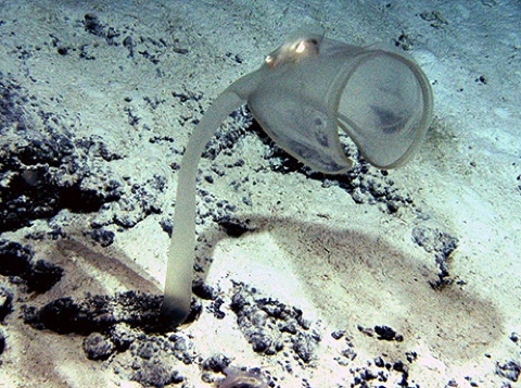  News 2009 01 Photogalleries Deepsea Images Primary 090116-Deepsea-1 Big