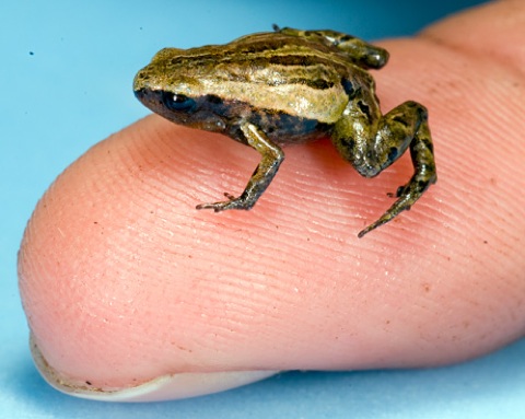  News 2009 03 Photogalleries Smallest-Frog-Pictures Images Primary 090326-01-Smallest-Frog-Pictures Big
