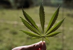  News Bigphotos Images 080624-Marijuana Big