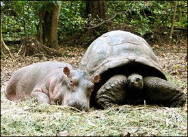  Photos Animals Graphics Hippo
