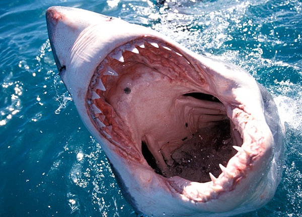  Sharks Great-White-Sharks Images Great-White-Shark-Teeth-625X450