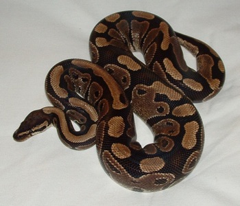  Wikipedia Commons 4 4D Ball Python Lucy