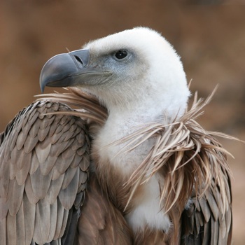 Wikipedia Commons 4 4E Eagle Beak Sideview A-1