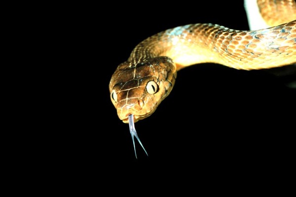  Wikipedia Commons C C9 Brown Tree Snake Boiga Irregularis 2 Usgs Photograph