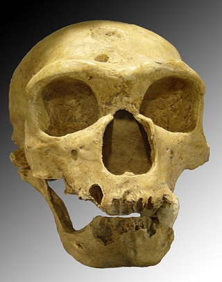  Wikipedia Commons Thumb E E0 Homo Sapiens Neanderthalensis.Jpg 470Px-Homo Sapiens Neanderthalensis