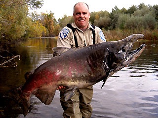  Wp-Content Uploads 0 61 Chinook Salmon Huge