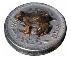  Wp-Content Uploads Frog On Coin