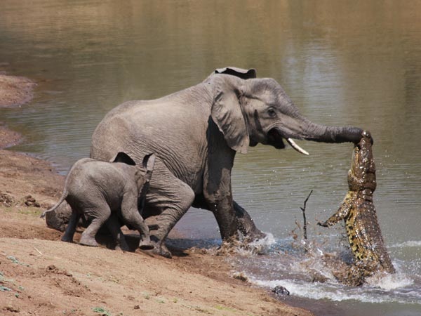 http://www.boingboing.net/images/_wpf_media-live_photos_000_281_overrides_elephant-vs-alligator-fight-1_28154_600x450.jpg