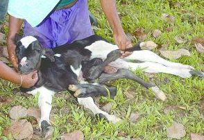 calf2