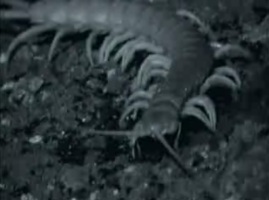 Centipede
