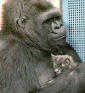koko