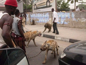 Hyenas and Baboons as pets