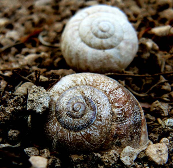snails2010.jpg