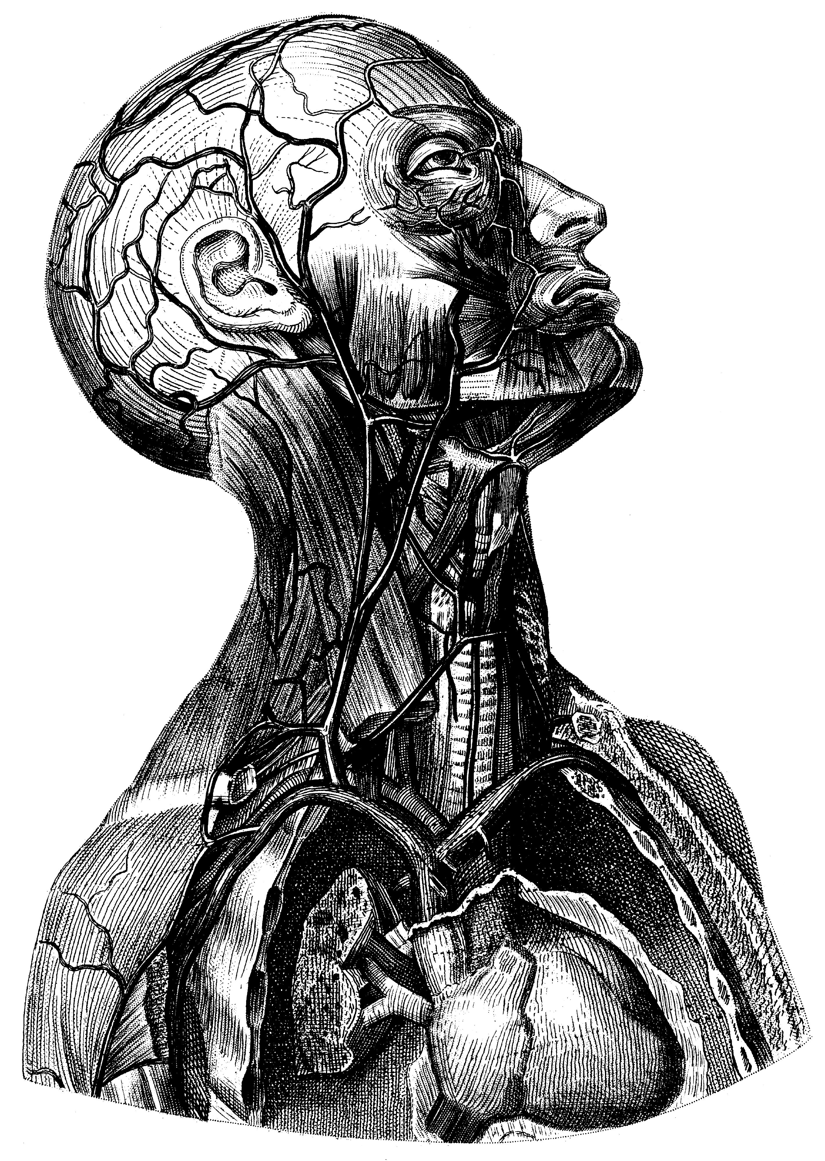 human anatomy clipart - photo #42
